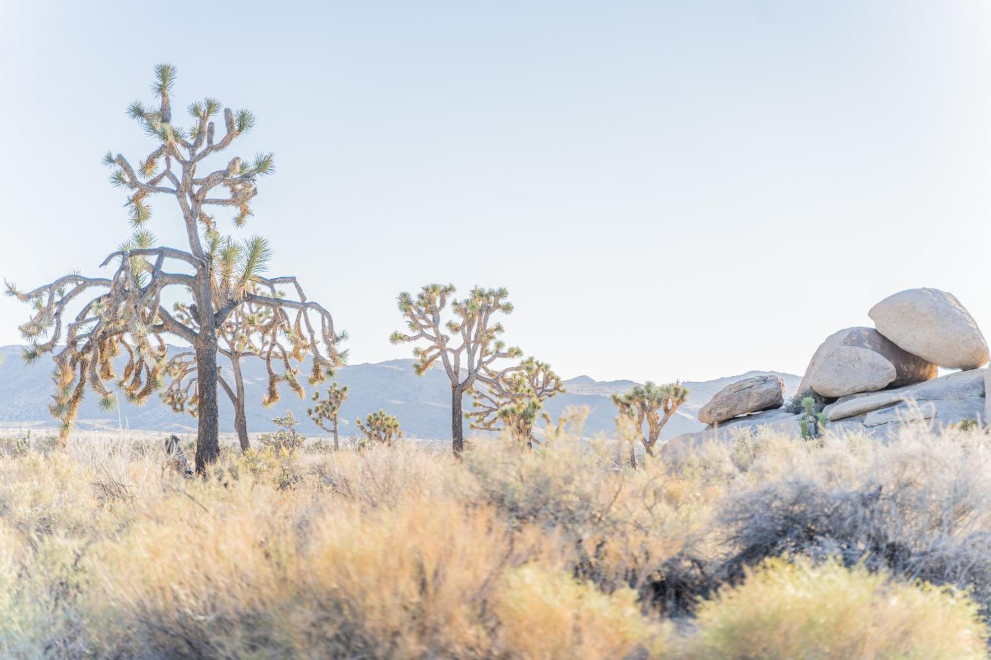 New Property! The Cactus Villas At Joshua Tree National Park - Pool, Hot Tub, Outdoor Shower, Fire Pit Twentynine Palms Eksteriør billede