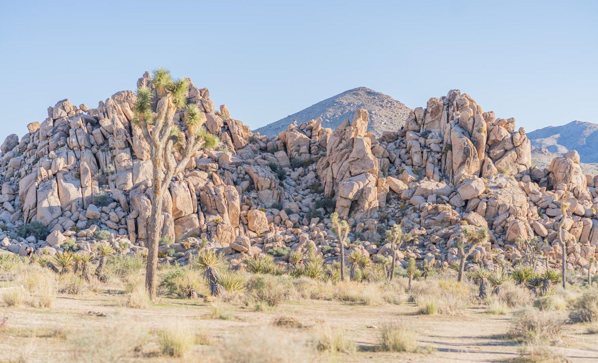 New Property! The Cactus Villas At Joshua Tree National Park - Pool, Hot Tub, Outdoor Shower, Fire Pit Twentynine Palms Eksteriør billede
